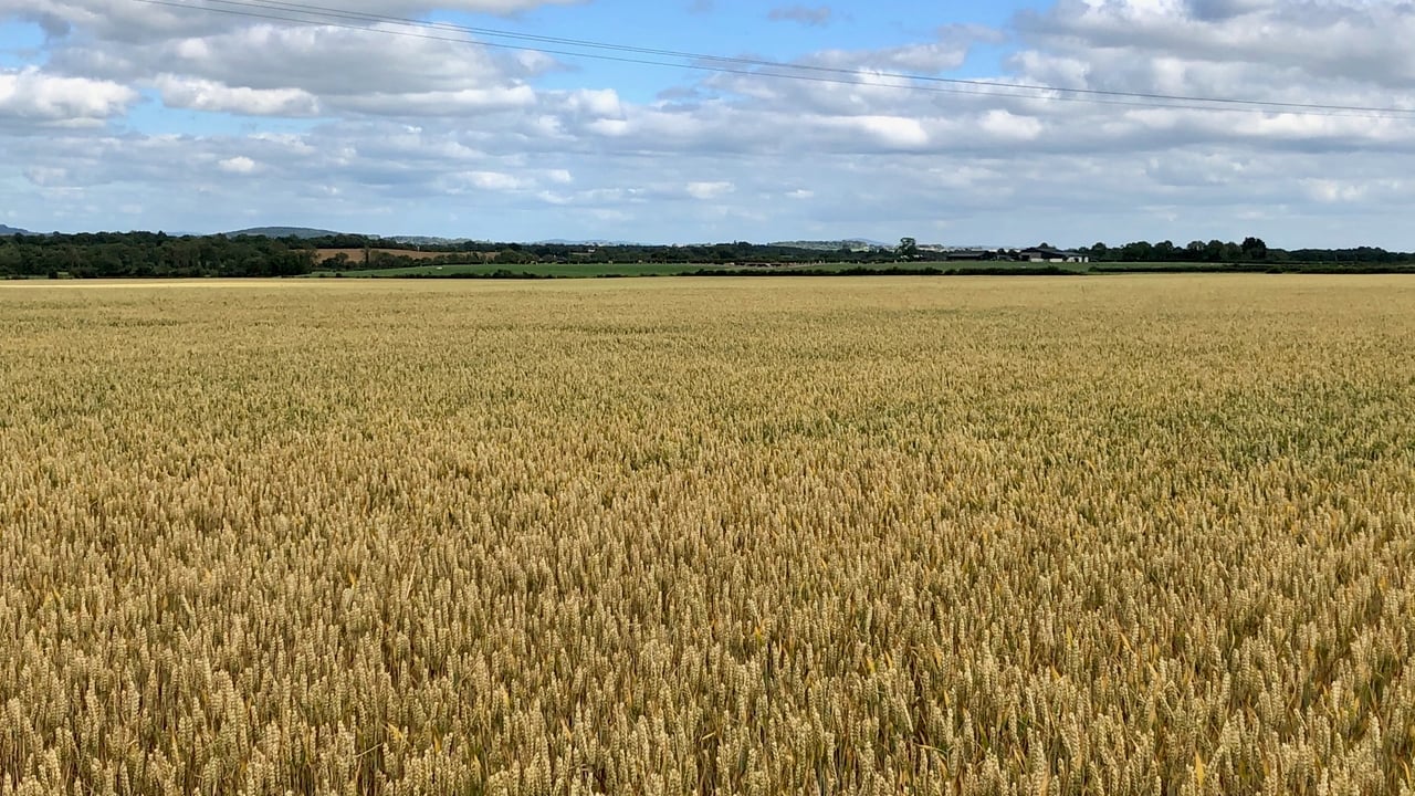 76ac ‘Fontstown Series’ land with €6,500 in entitlements to go under the hammer