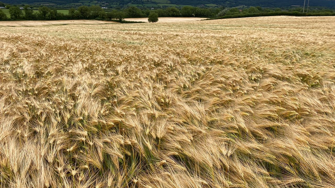Will this BYDV tolerant winter barley bring 'joy' to farmers?