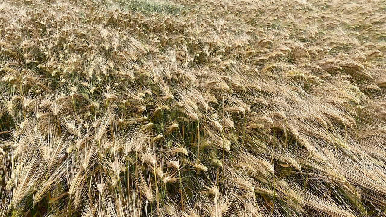 Revising seed rates in tricky conditions
