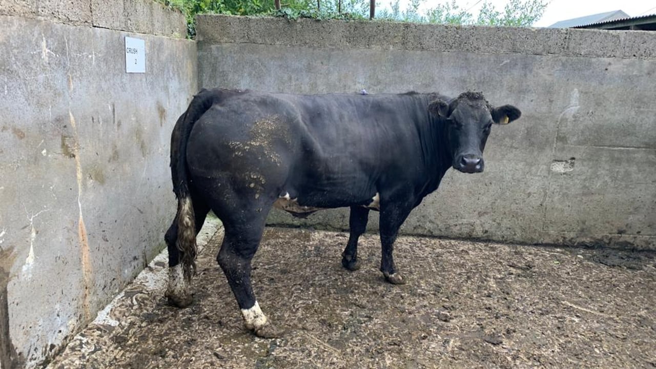 Pics and prices: Strong livestock trade on show at Manorhamilton Mart