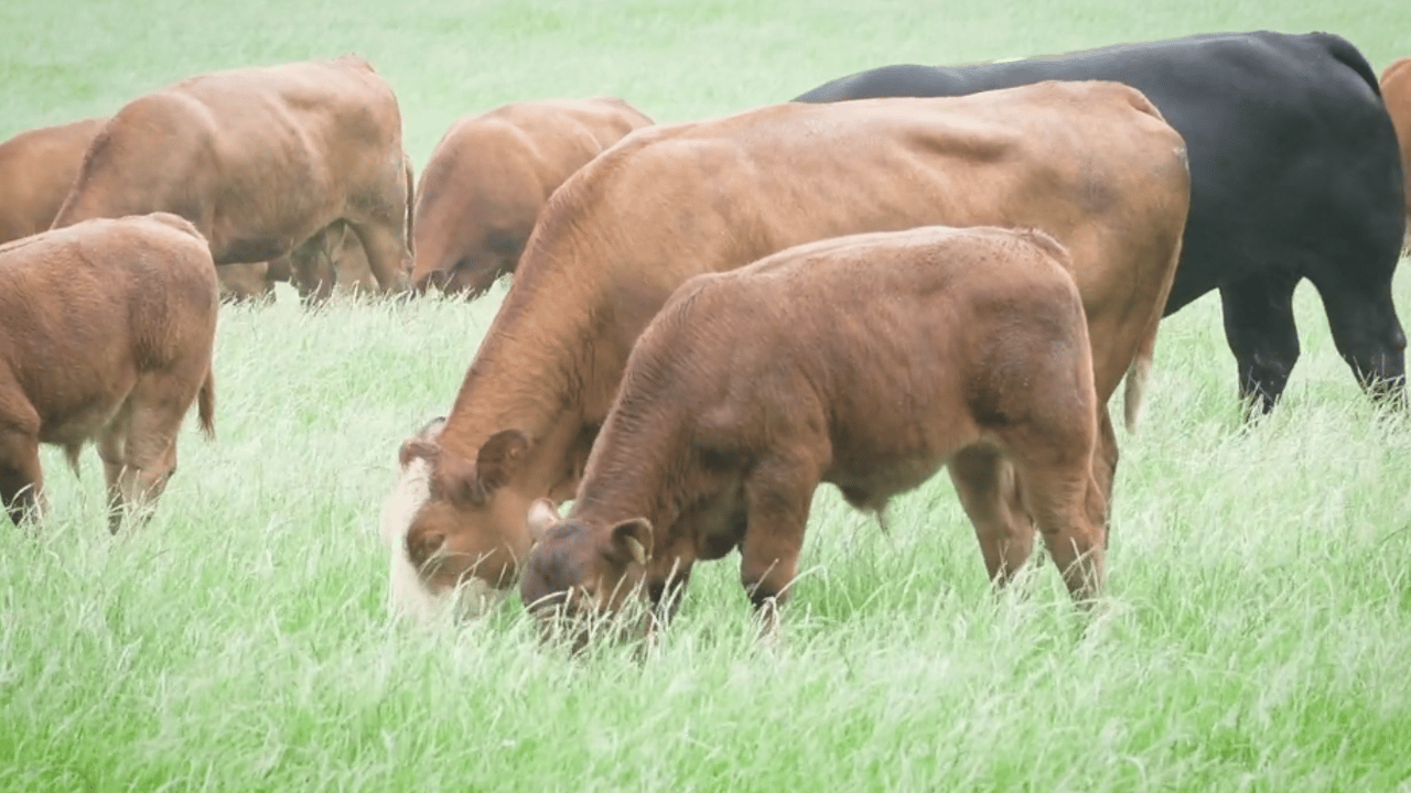 How this beef farmer manages grassland at 3 critical times of the year