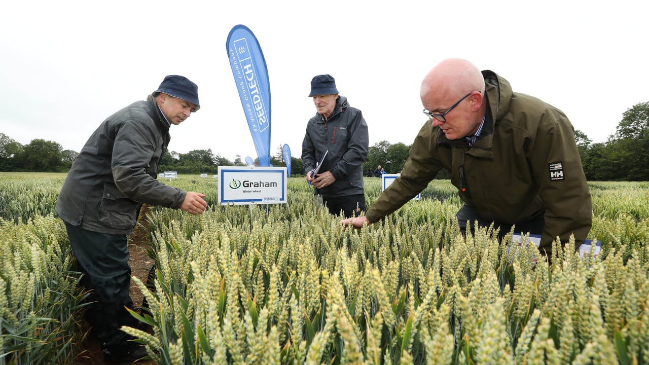 Seedtech crop walk with Tim O'Donovan, Greg Brophy and Jim O'Neill looking at Graham winter wheat. Image source: Finbarr O'Rourke