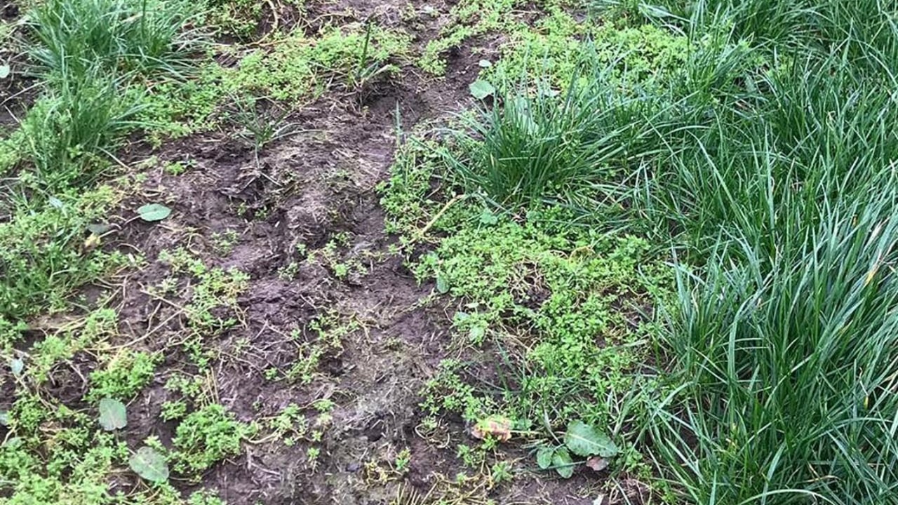 Killing weeds in new reseeds should now be a priority