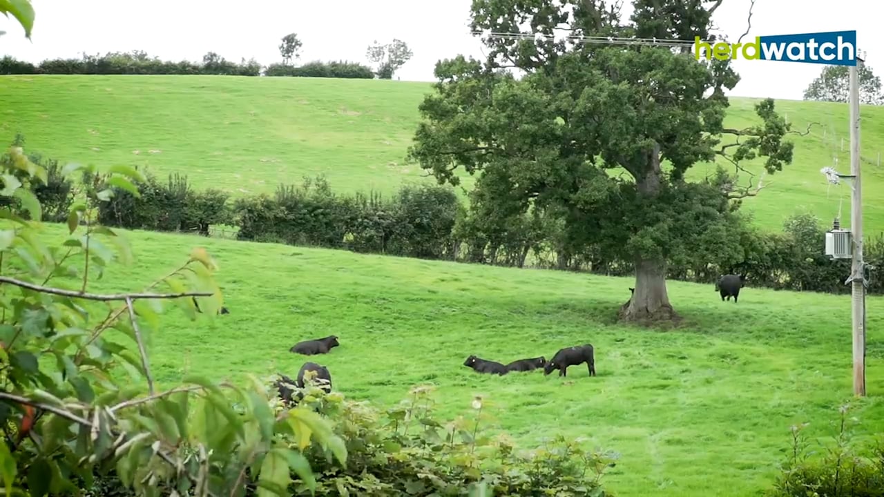 Rory Best on his transition from professional rugby to full-time farming