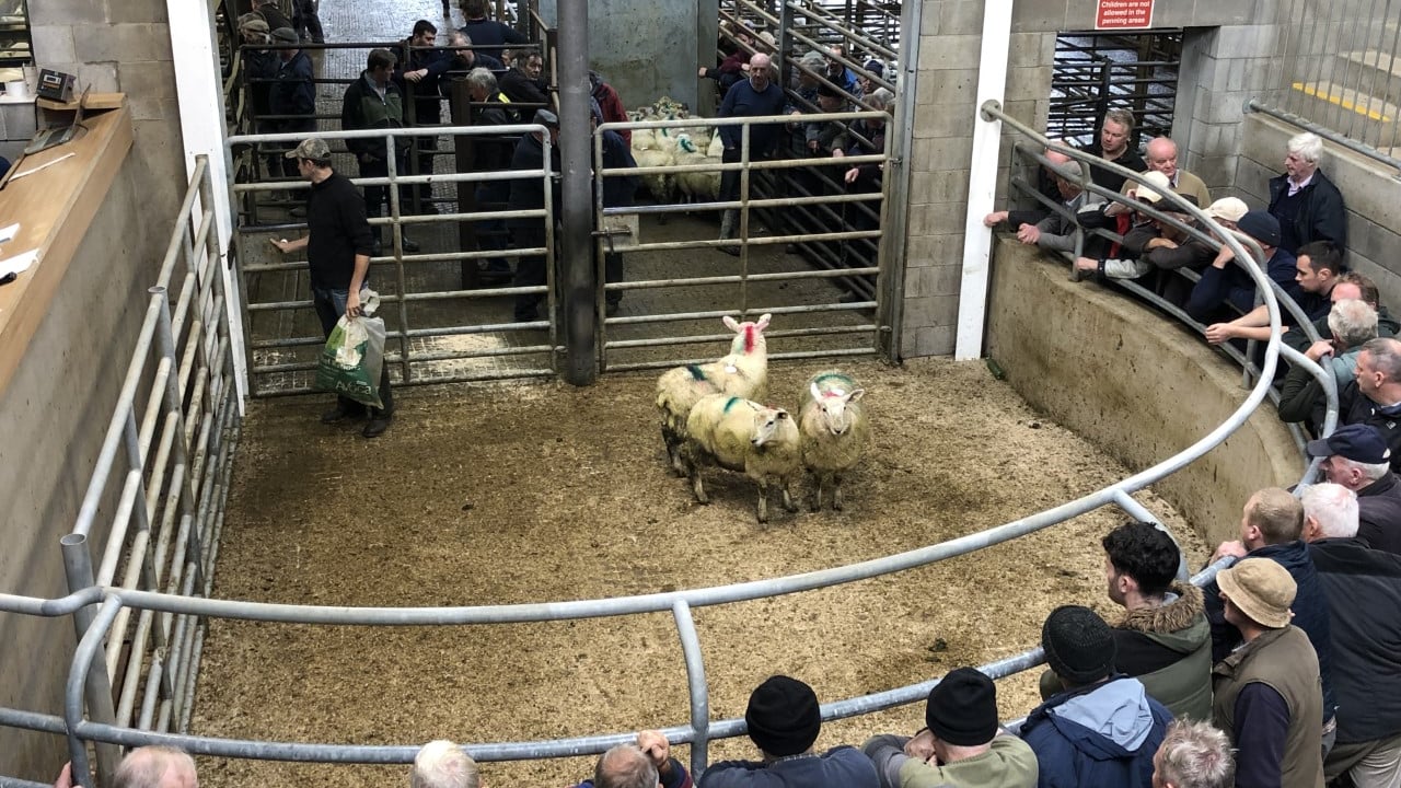 Sheep sale in full swing at Carnew Mart last autumn