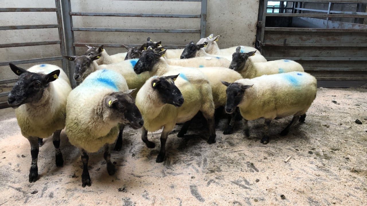 Breeding sales get off to a flyer
