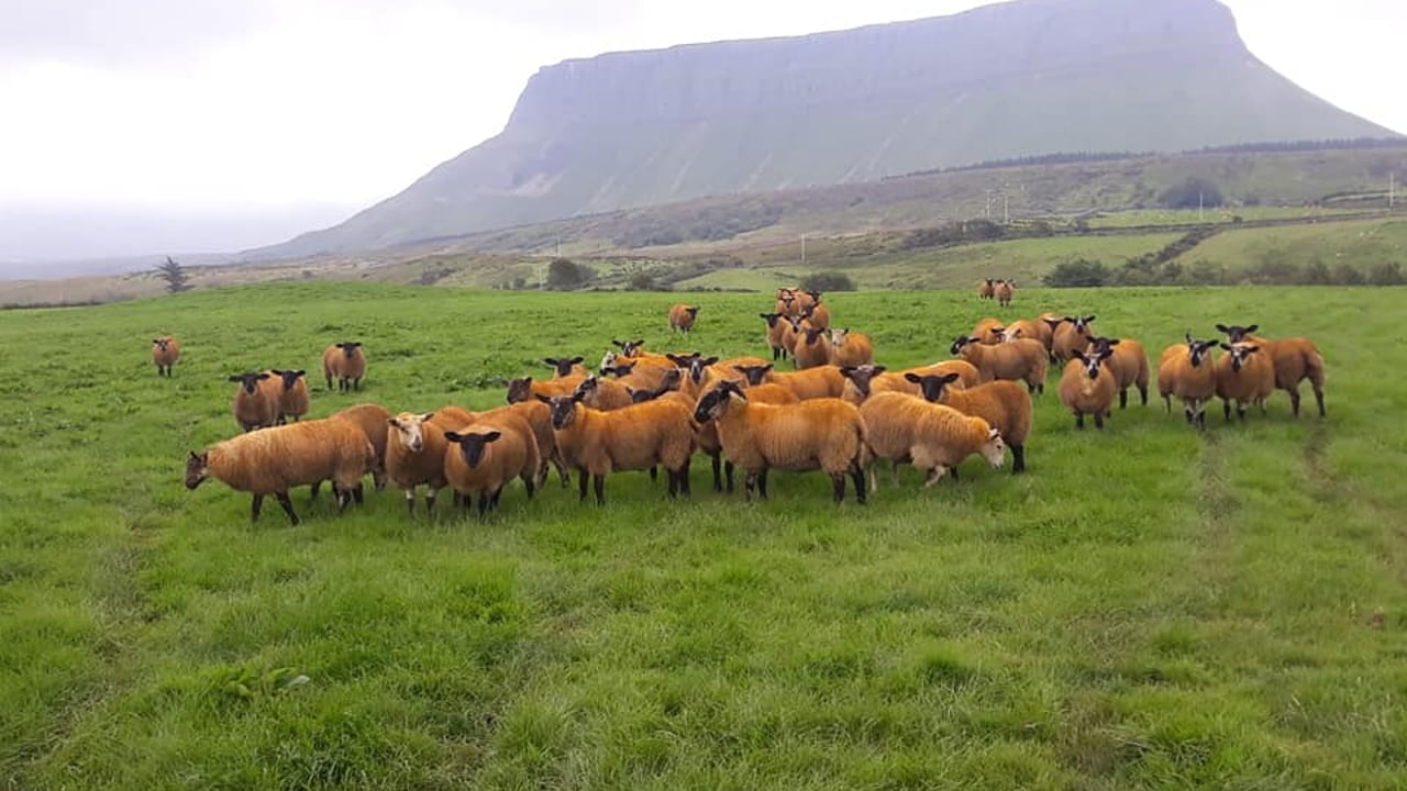 Sheep Focus: Carrick Prolific Ewe Lamb Breeders gets set for 2nd annual sale