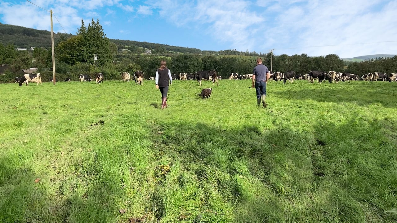 Win a tonne of feed and find out how this farmer improved his milk solids and profits