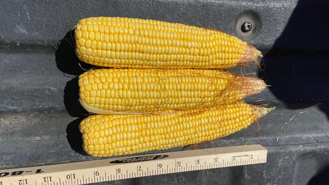 Crop tour continues in the US...