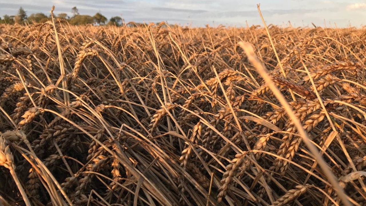 Image source: Teagasc Crops Twitter
