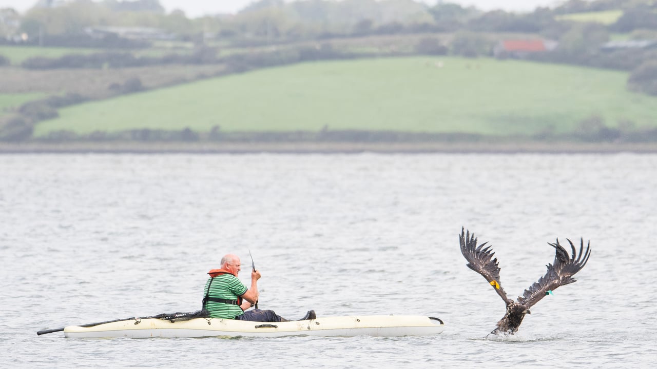 Norwegian eagles released in Munster
