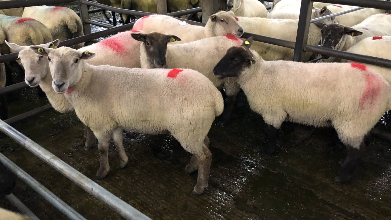 Breeding sales: Hoggets hit €220/head at Borris show and sale