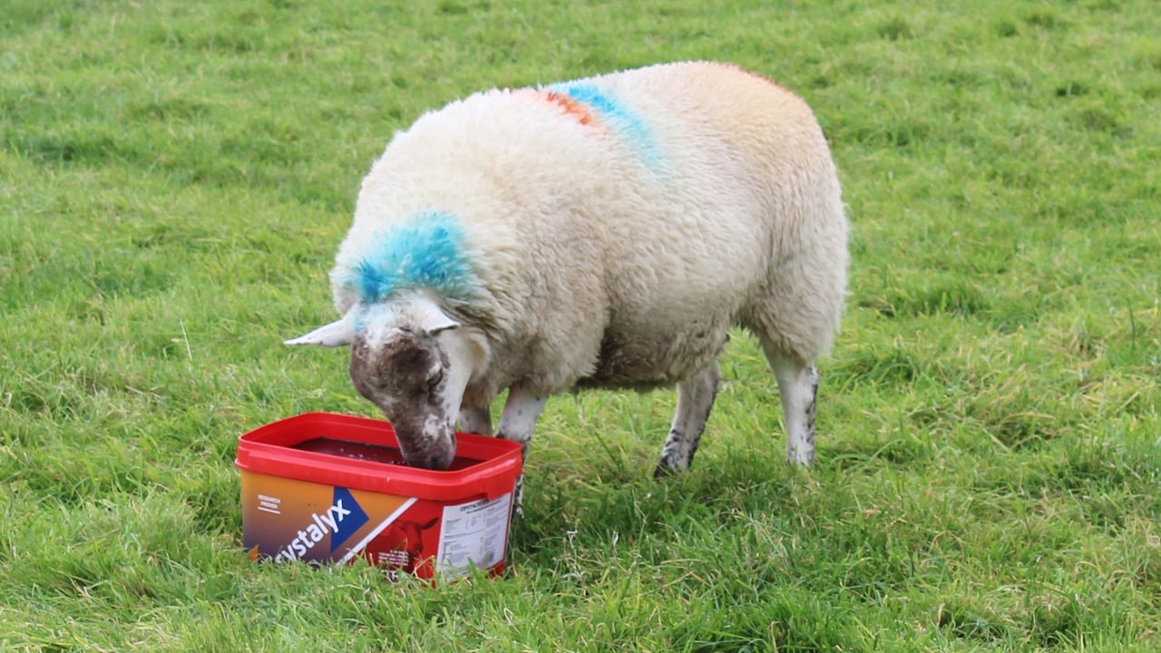 Improve ewe fertility this tupping season with Crystalyx