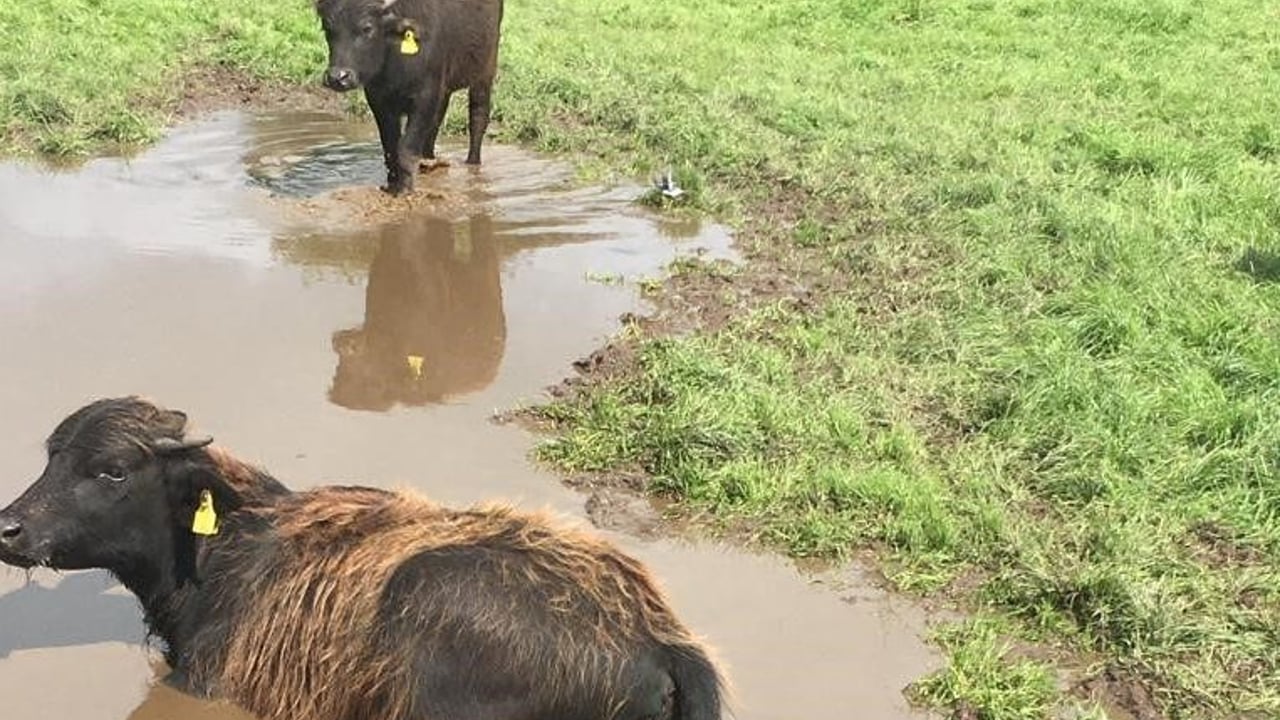 Thurles Mart gearing up for Ireland's first ever sale of buffalo calves