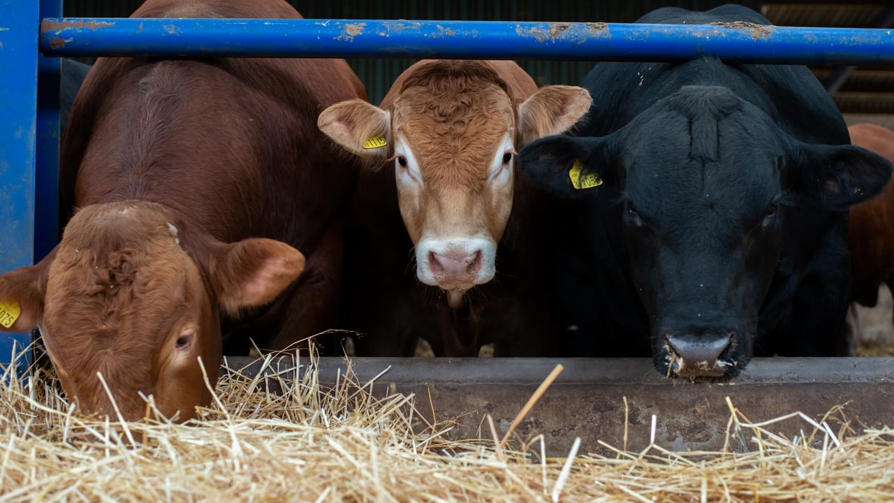 Poor feed efficiency: A hidden expense in finishing beef and lamb
