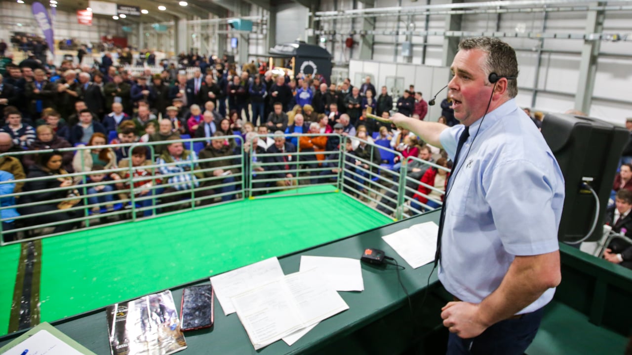 The 2019 Royal Ulster Beef and Lamb Championships.  Image source: RUAS