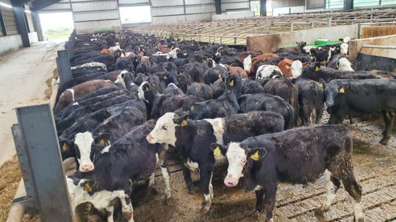 Image source: Wicklow Calf Company