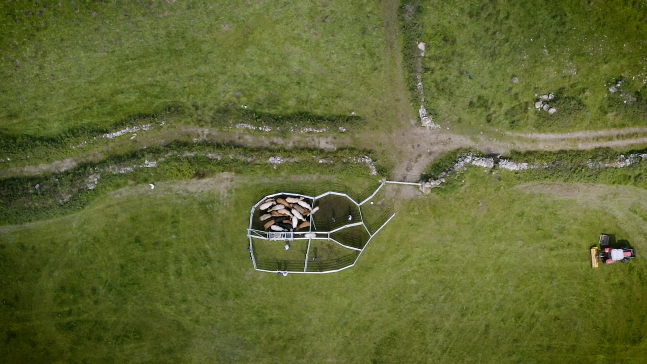 Weather-adaptable livestock handling crush on display in Clare