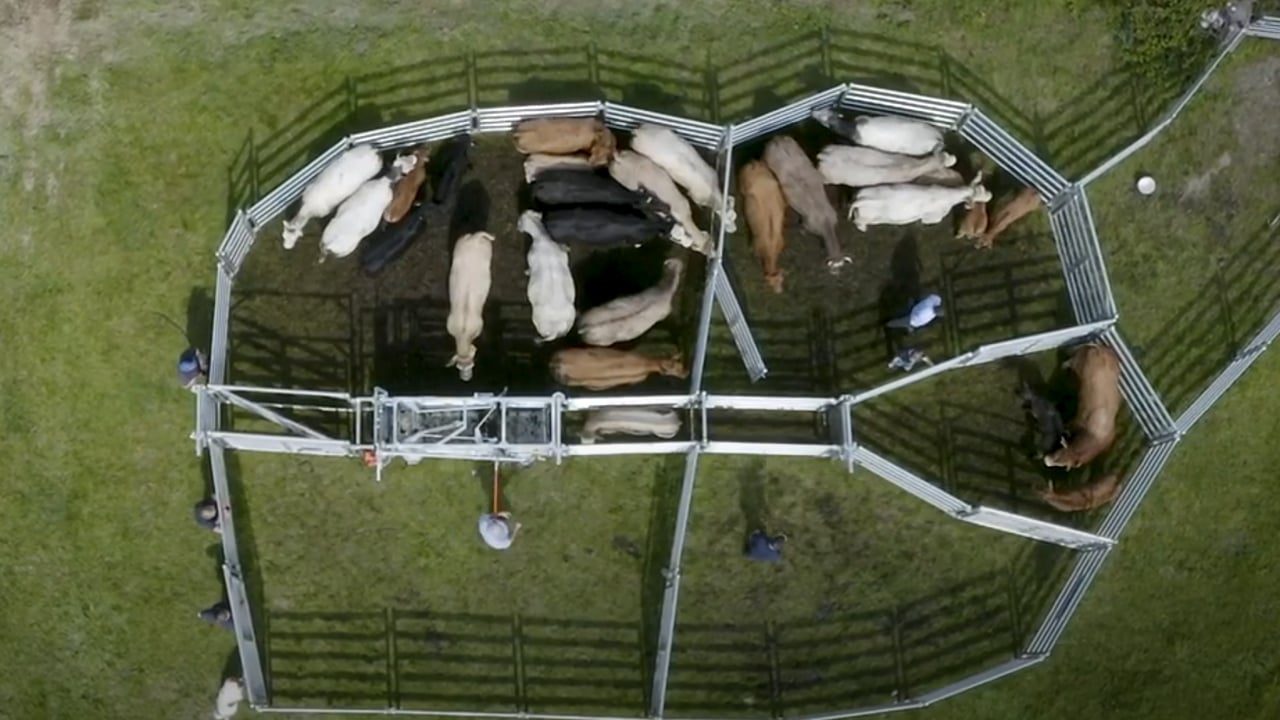 Video: Providing the gold standard when it comes to livestock handling