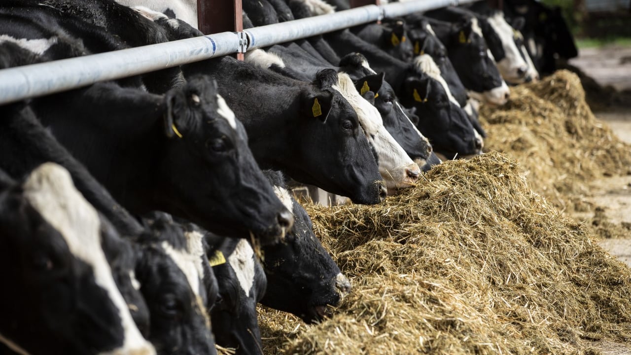 Alltech: European Harvest analysis shows rising mycotoxin risks
