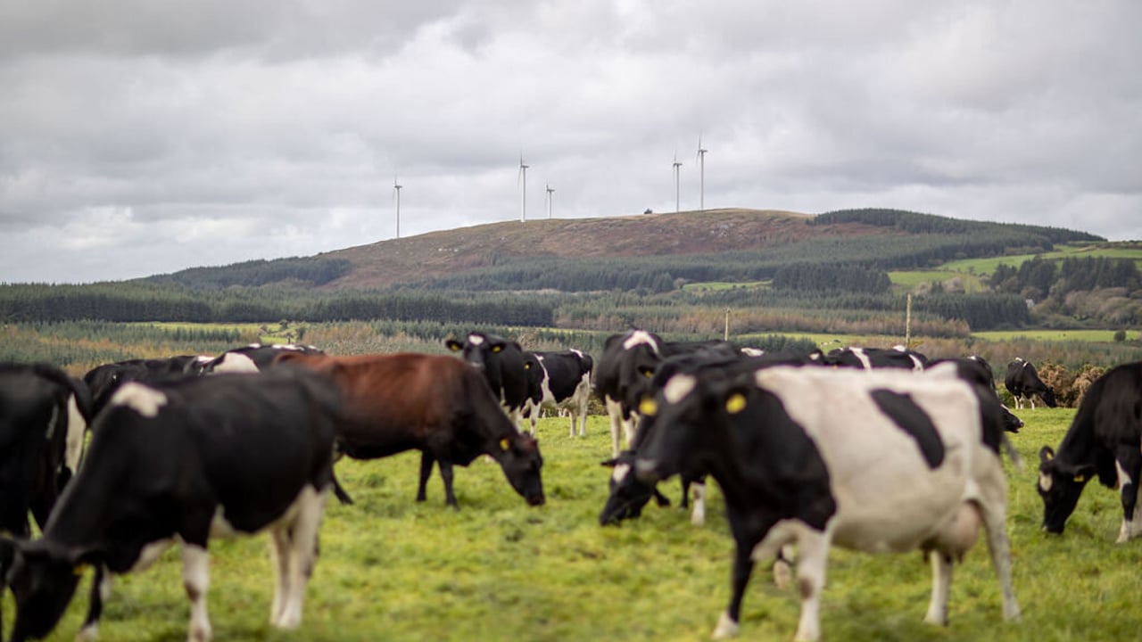Quality Milk Awards 2020: Who are the Co. Cork finalists?
