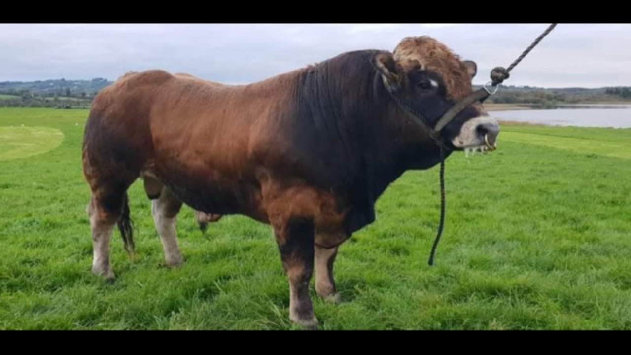 Image source: Irish Aubrac Cattle Breed Society