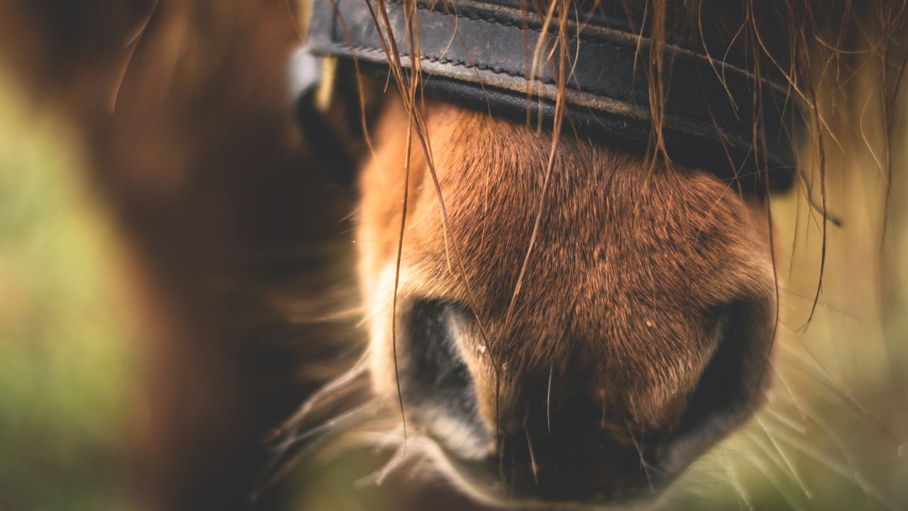 Gain resumes equine feed production as investigation continues