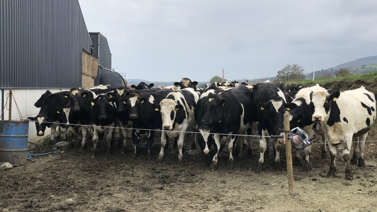 Dairy management: Weighing heifers, carrying out a forage analysis and calf housing