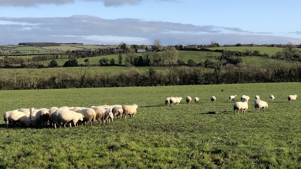 Banking grass as grazing conditions worsen