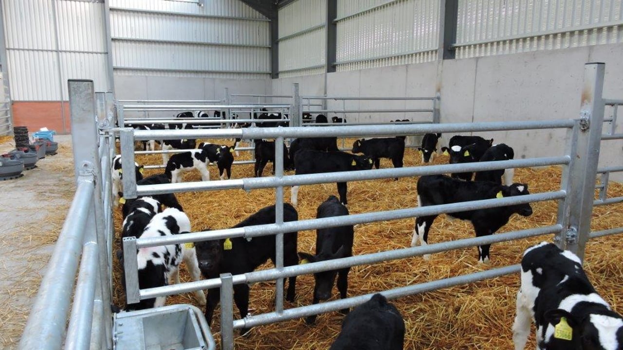 Why water shouldn't be used when cleaning the calf shed
