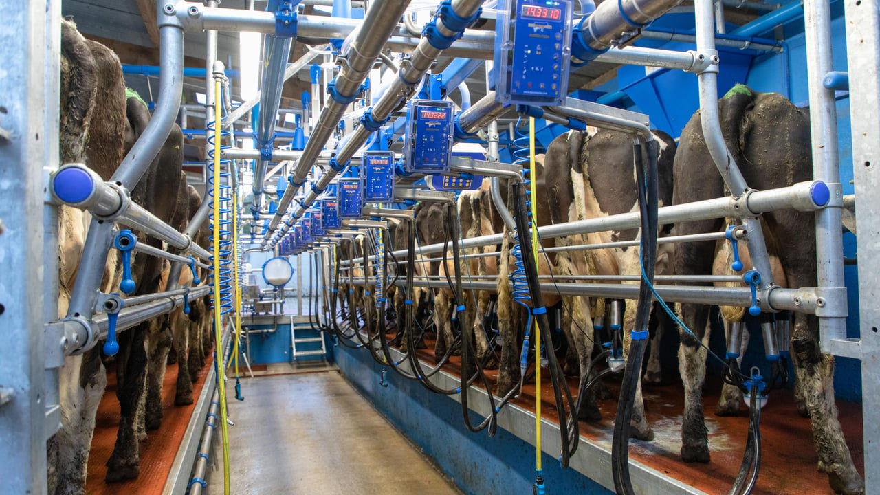 Mitigate infection with a good milking routine this spring
