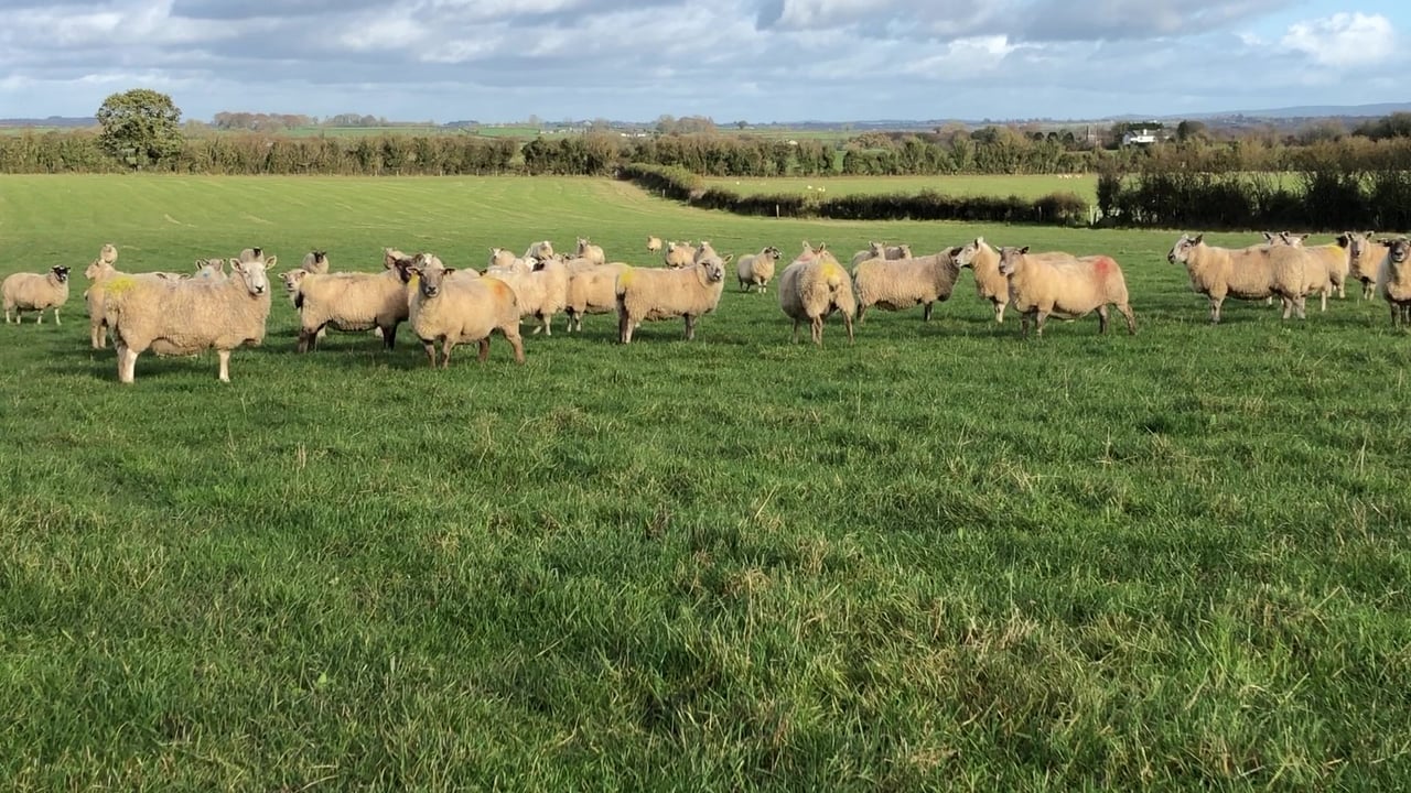 Sheep management: Continue to monitor the breeding flock closely