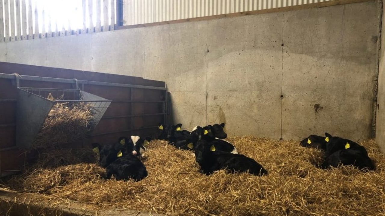 Dairy Beef Welfare Scheme 'sending mixed messages' - ICMSA