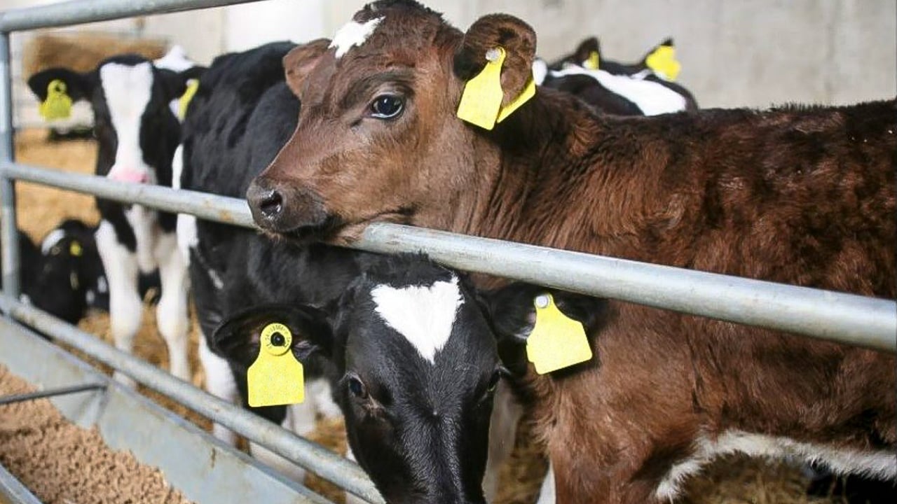 Reliable, high-performance EID tags: Working with all farmers 'large and small'