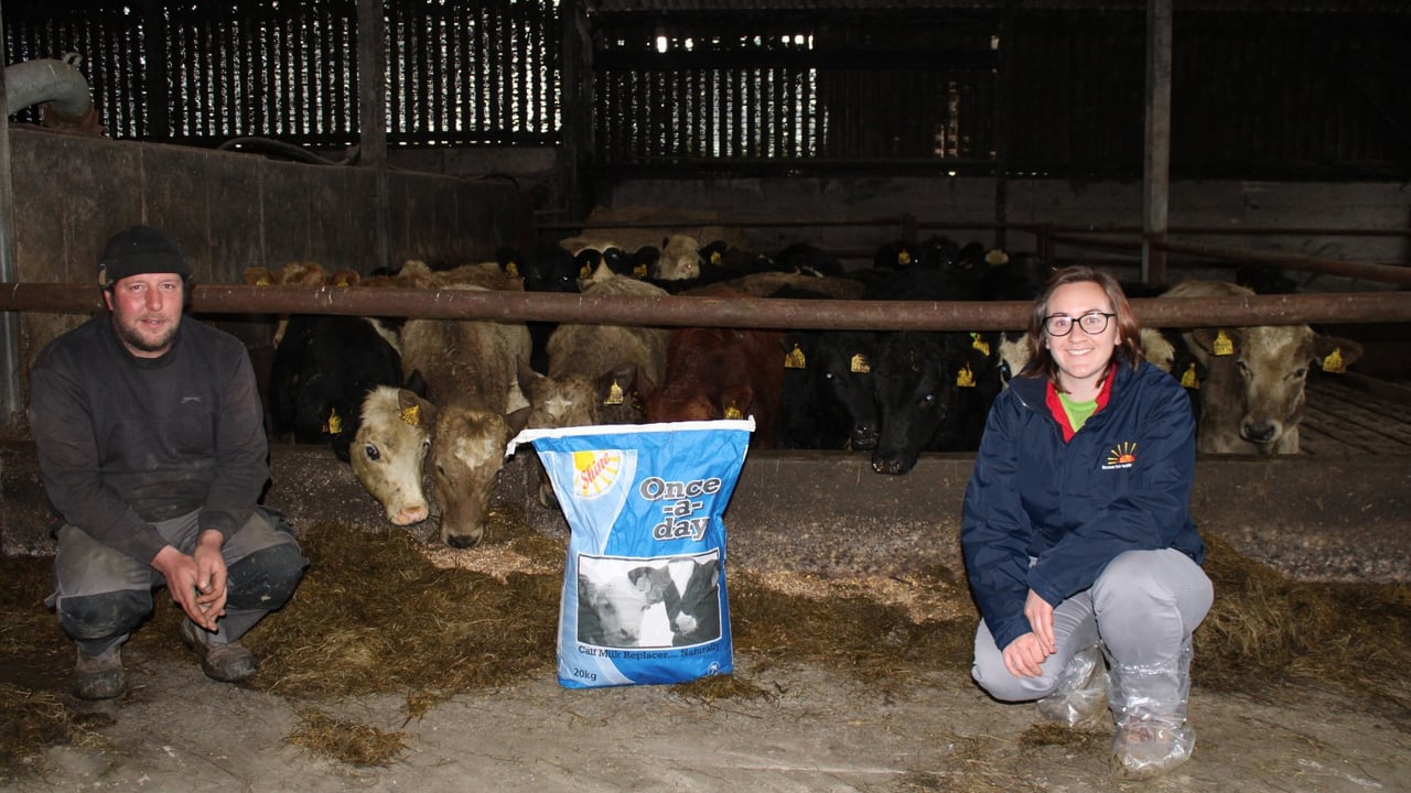 Shine Once-a-Day a bonus for labour and calf performance at Irish dairy farm