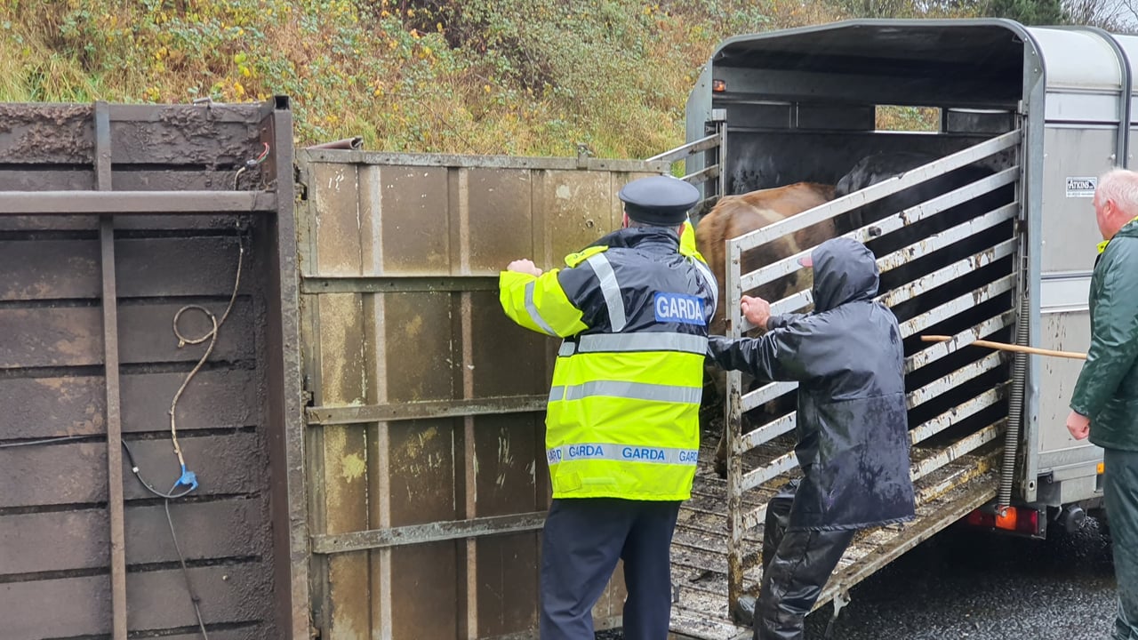 Trailer with cattle onboard overturns on motorway