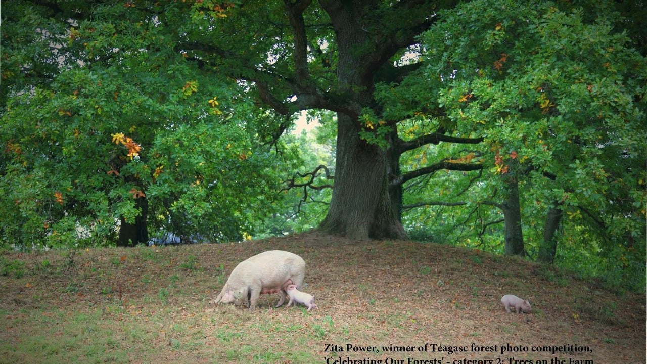 Trees on the Farm: Photo competition winner revealed