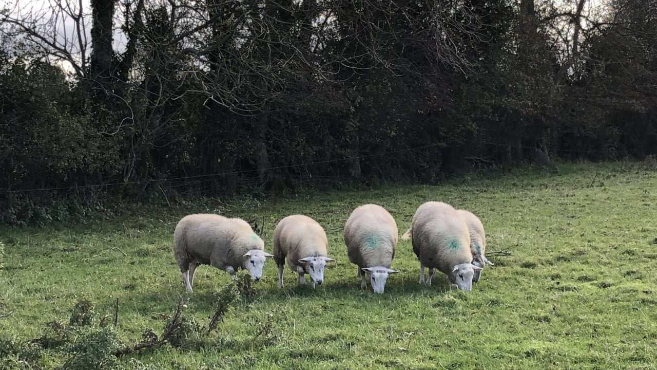 Tips to ensure your lambs comply with the Clean Livestock Policy