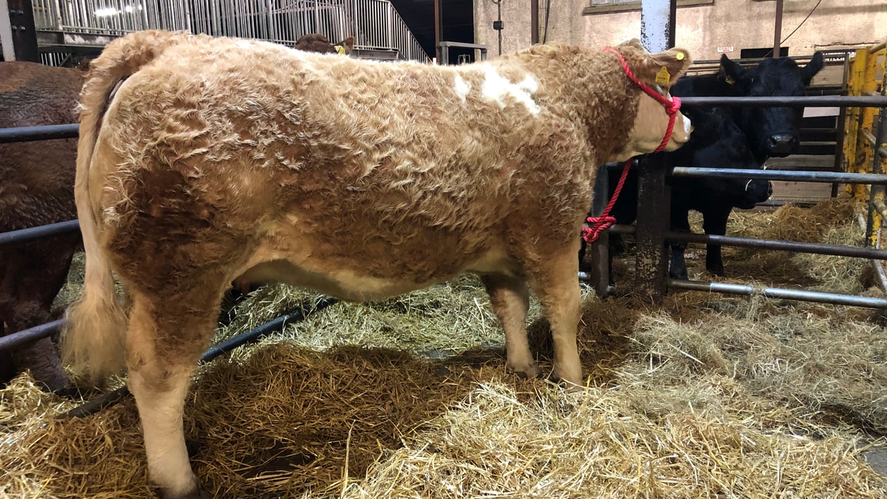 €9,000 tops the trade at commercial in-calf heifer sale