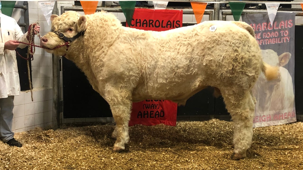 Lisnagre Peder - sold for €16,600