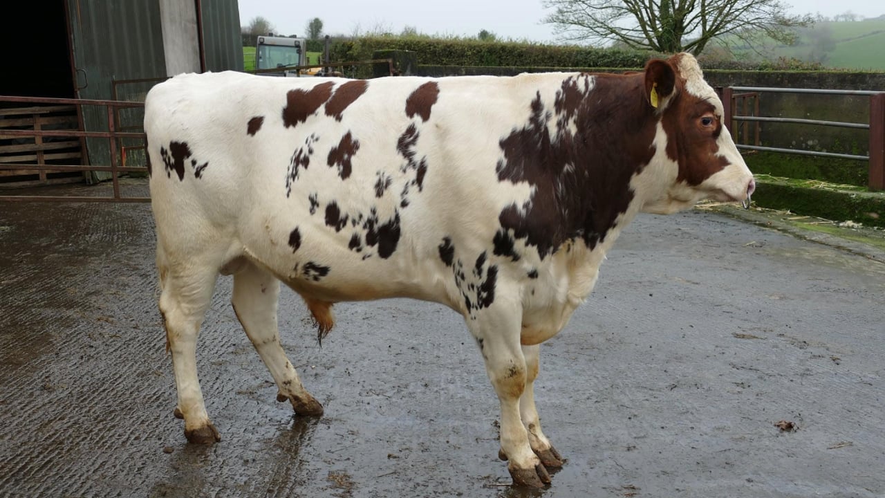 Lot 80 - Happy Action Red, sold for 2,850gns. 
Image source: Taaffe Auctions 