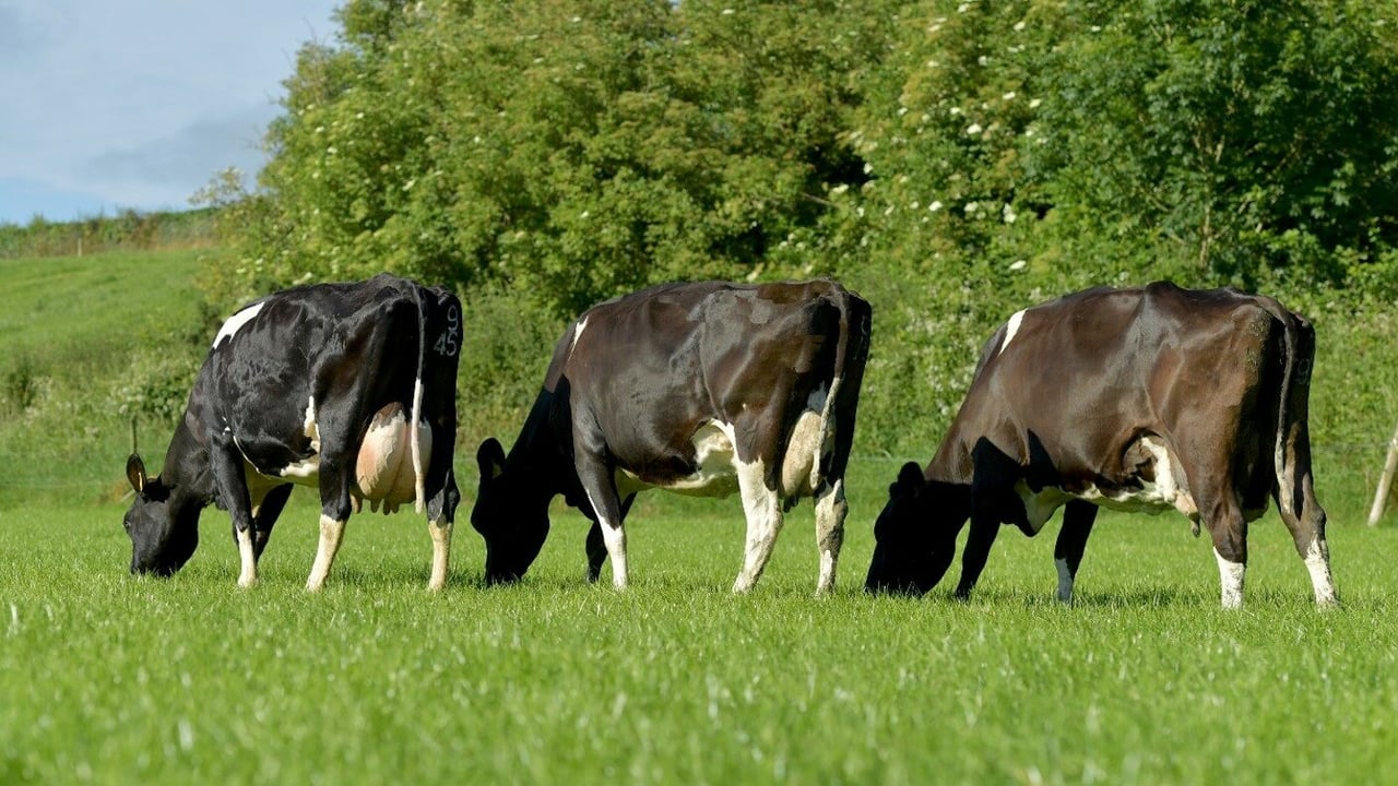  Hillsdale Mo Salah (FR5860) Dam EX90, GDam EX90, GGDam VG89