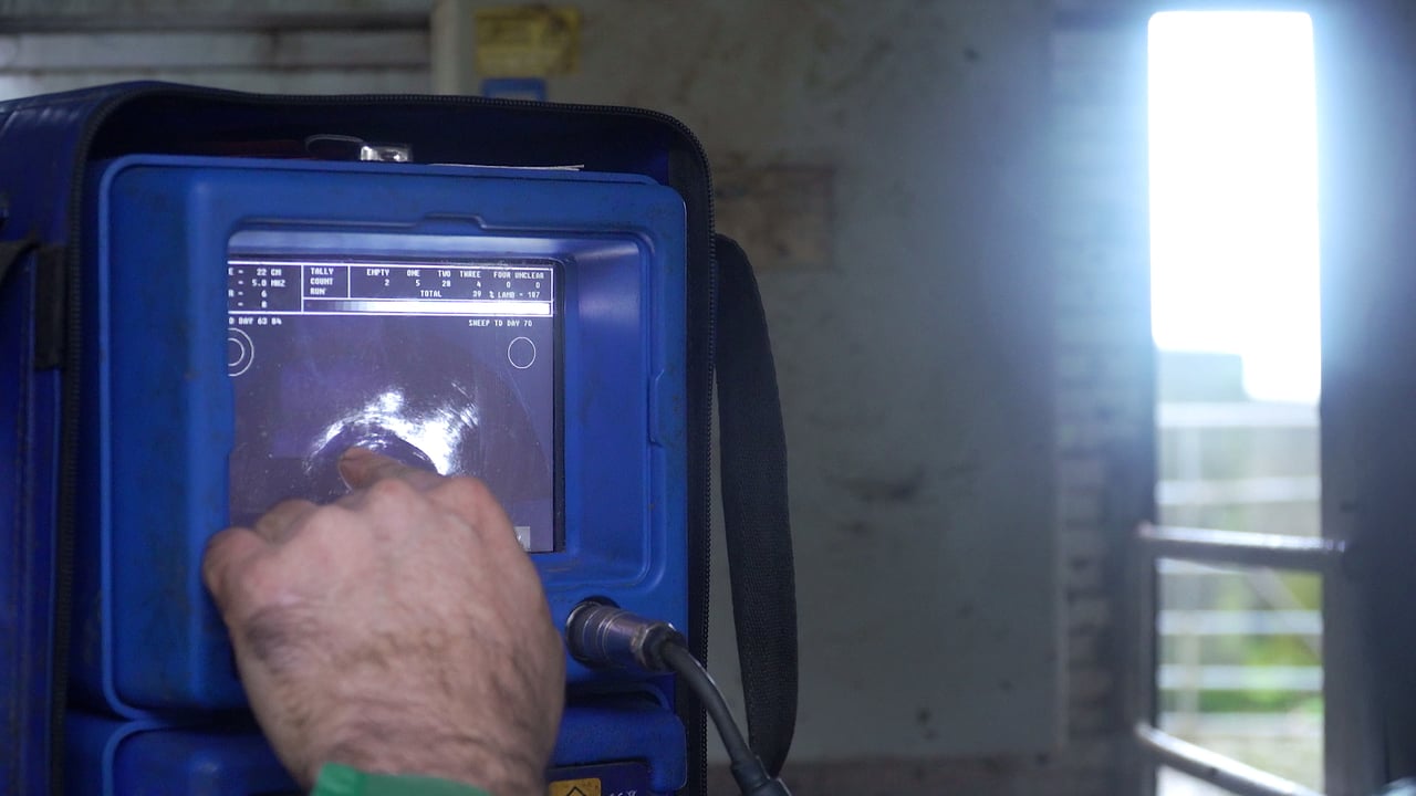Reminder: Scanning your cows has to be done now