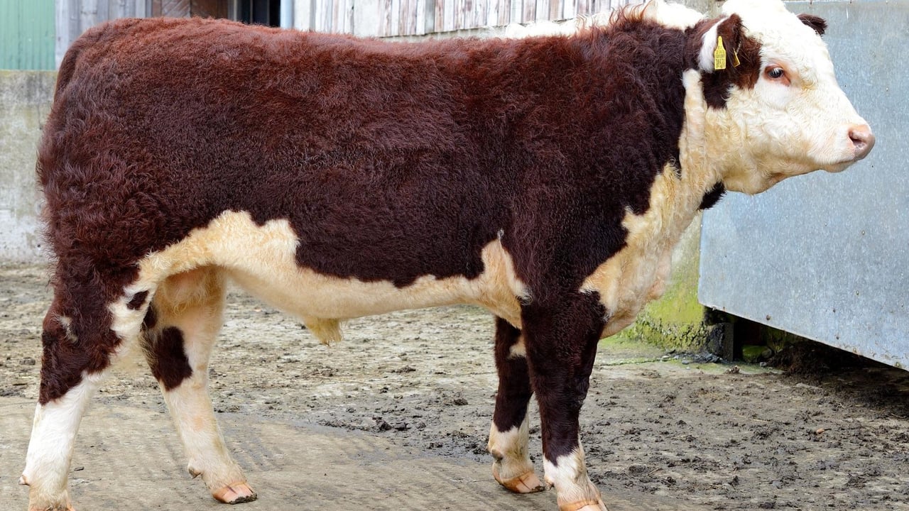Rathregan Bonanza - Image source: Irish Hereford Breed Society