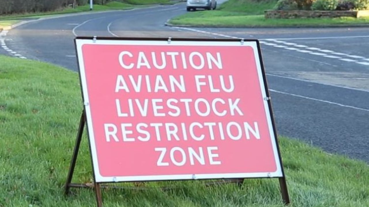 Avian influenza housing order to come into force in Northern Ireland