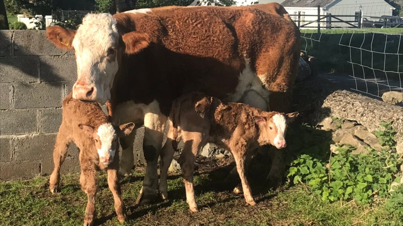 Twin limousin calves Image source: Twitter Stephen Coen