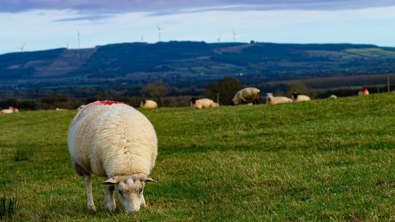 33% year-on-year increase of UK sheepmeat exports in April