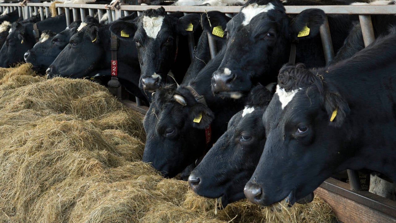 Dairy processors: 'Fair policy' needed to meet emissions target