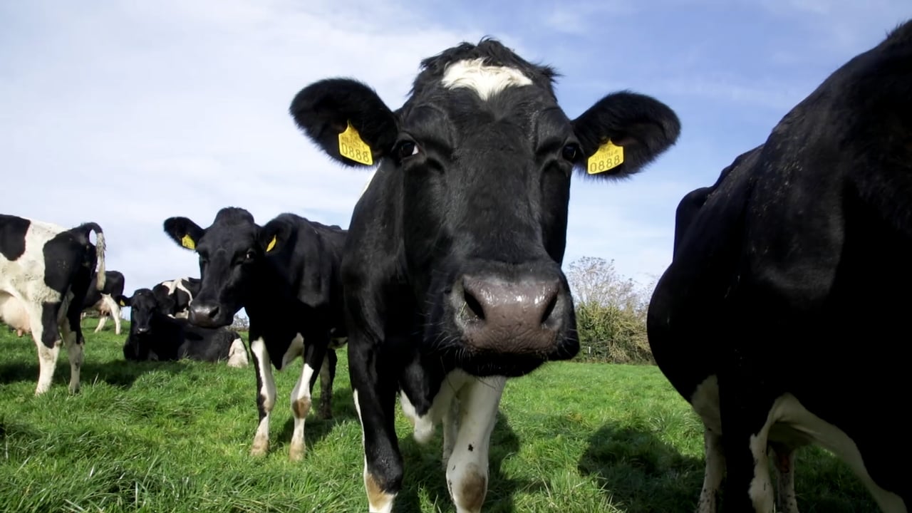 When is the right time to get rid of cull cows?