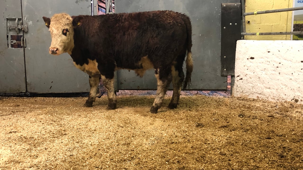 Cattle marts: Hereford and Angus in demand while dry cows continue to hold firm